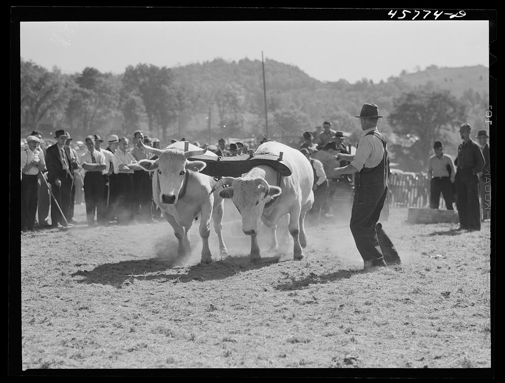 Weight-pulling contest for oxen at the World's Fair at Tunbridge, Vermont. Sourced from the Library of Congress.