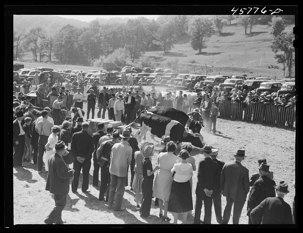 Weight-pulling contest for oxen at the World's Fair at Tunbridge, Vermont. Sourced from the Library of Congress.