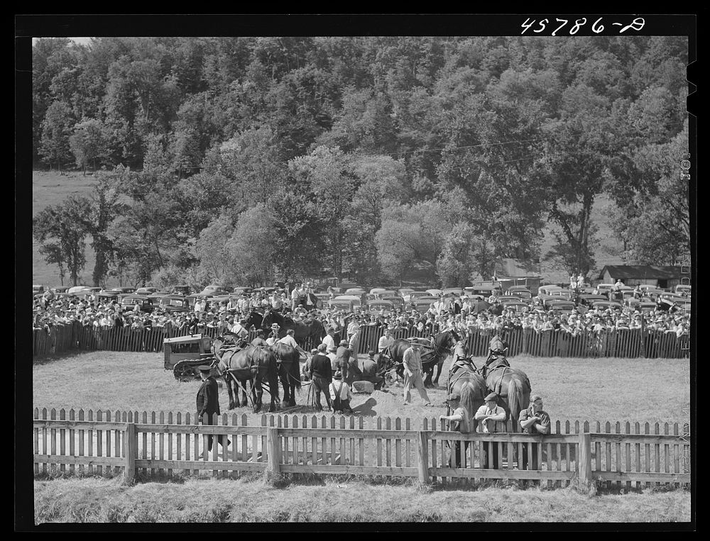Weight-pulling contest for horses at the World's Fair in Tunbridge, Vermont. Sourced from the Library of Congress.