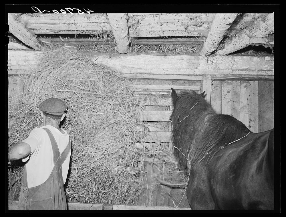 [Untitled photo, possibly related to: Gathering corn to feed the cows on the farm of William Gaynor, FSA (Farm Security…