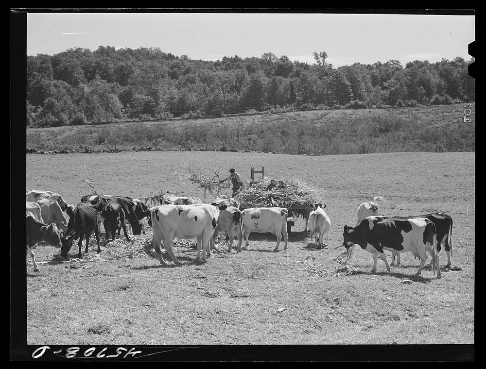 Mr. Gaynor spreading corn for his cows in the pasture on his farm near Fairfield, Vermont. Sourced from the Library of…