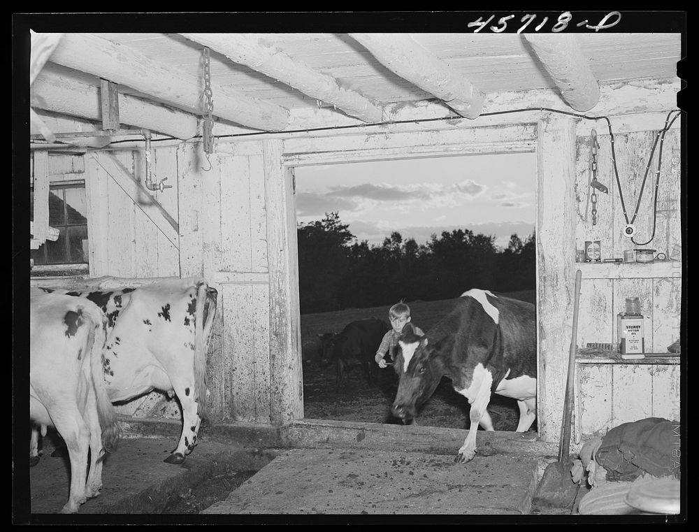 Driving the cows into the barn to be milked on the Gaynor farm near Fairfield, Vermont. Sourced from the Library of Congress.