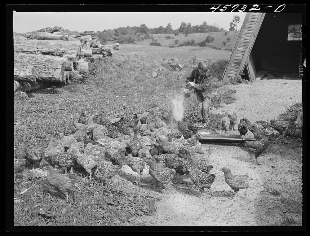 Dicky Gaynor feeding the chickens on their farm near Fairfield, Vermont. Sourced from the Library of Congress.