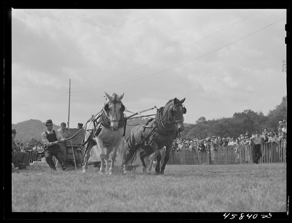Weight-pulling contest for horses at the World's Fair. Tunbridge, Vermont. Sourced from the Library of Congress.