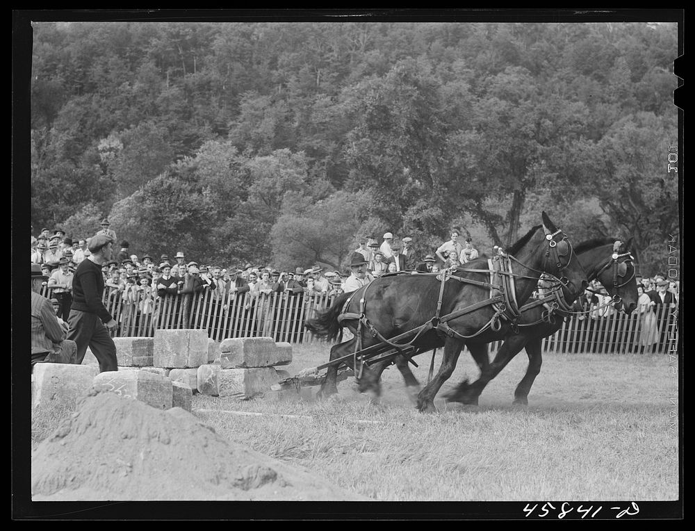 [Untitled photo, possibly related to: Weight-pulling contest for horses at the World's Fair at Tunbridge, Vermont]. Sourced…