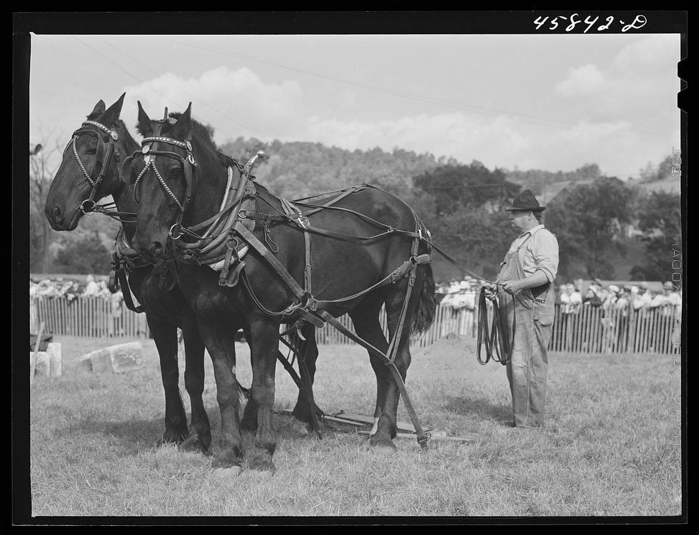 [Untitled photo, possibly related to: Vermont farmer with his team of horses which won the weight-pulling contest at the…