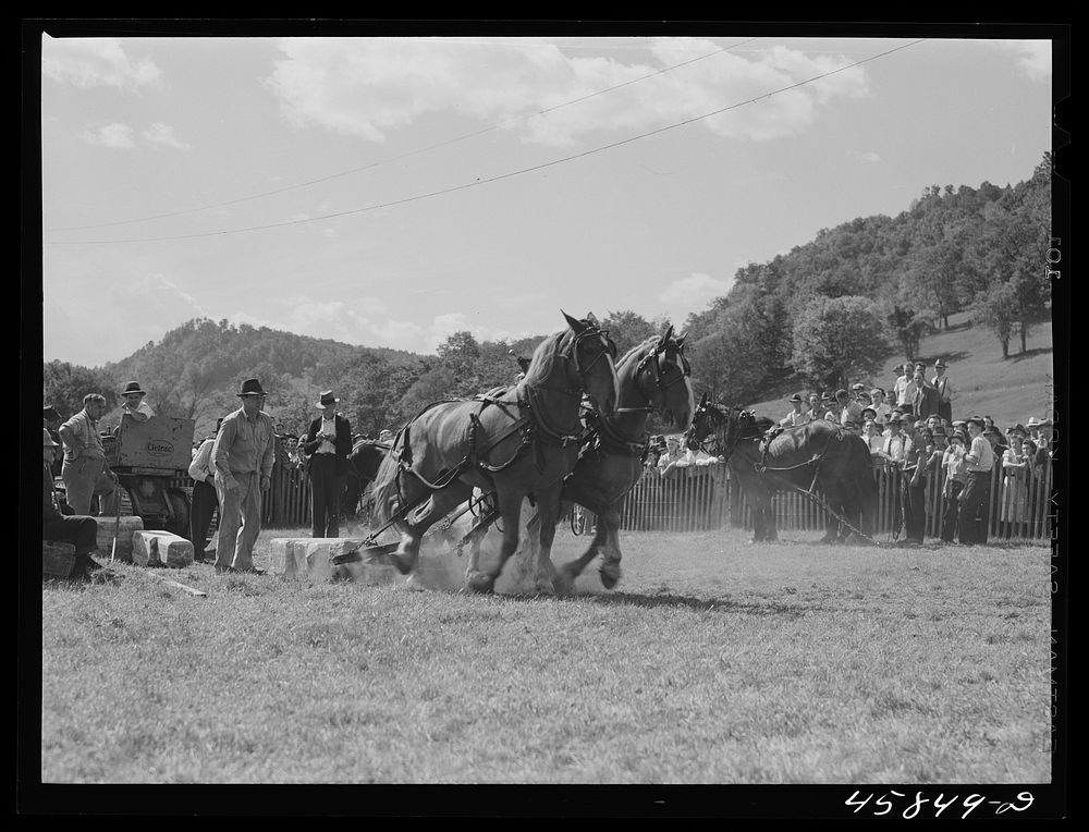 [Untitled photo, possibly related to: Weight-pulling contest for horses at the World's Fair at Tunbridge, Vermont]. Sourced…