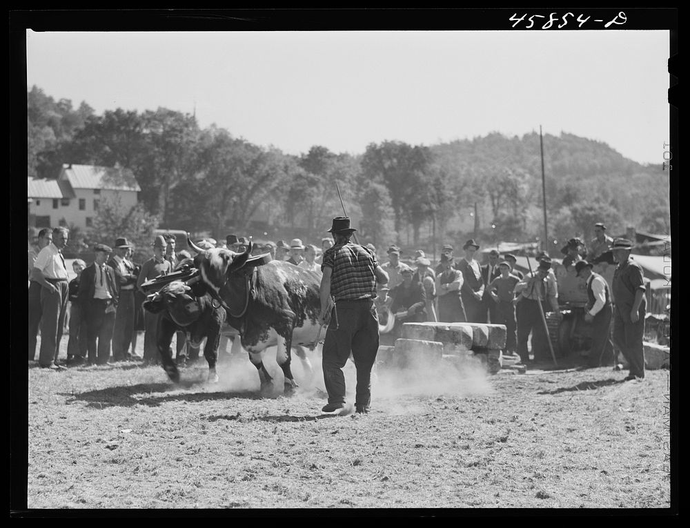 [Untitled photo, possibly related to: Weight-pulling contest at the World's Fair at Tunbridge, Vermont]. Sourced from the…
