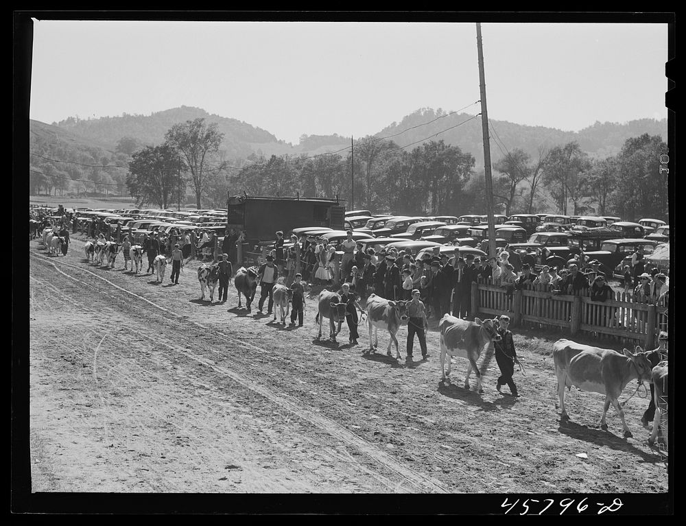 Prize-winning cattle in the parade at the World's Fair at Tunbridge, Vermont. Sourced from the Library of Congress.