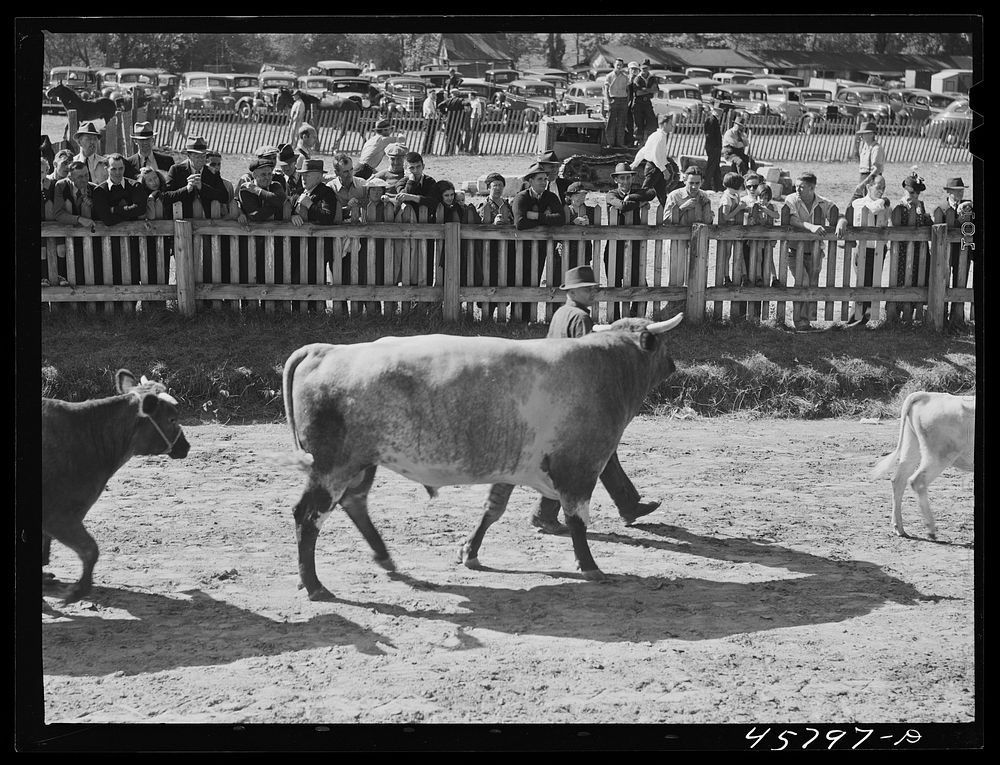 Prize-winning cattle in the parade at the World's Fair at Tunbridge, Vermont. Sourced from the Library of Congress.