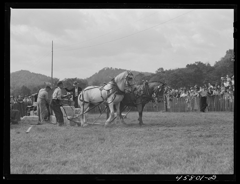 [Untitled photo, possibly related to: Weight-pulling contest for horses at the World's Fair. Tunbridge, Vermont]. Sourced…