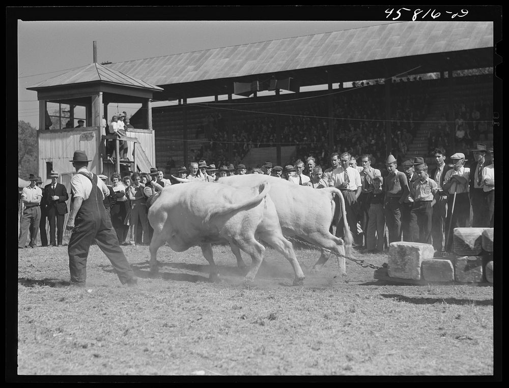 Weight-pulling contest at the World's Fair at Tunbridge, Vermont. Sourced from the Library of Congress.