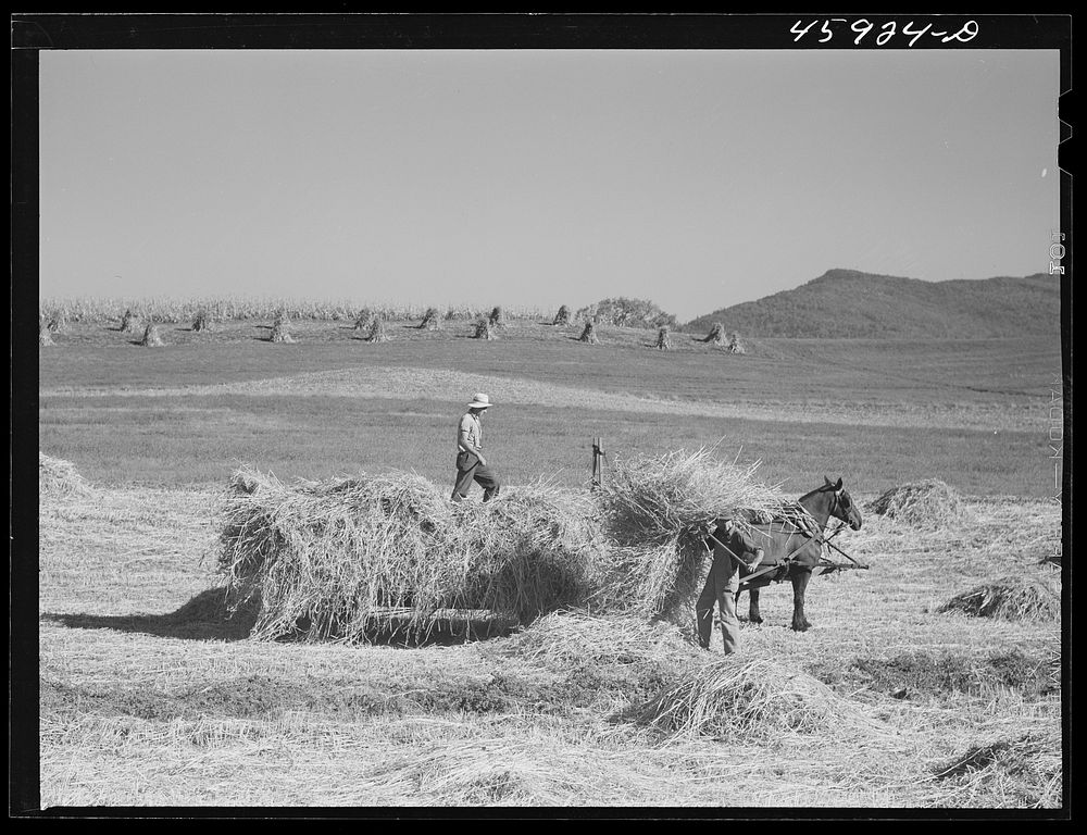 [Untitled photo, possibly related to: Harvesting hay near Enosberg Falls, Vermont]. Sourced from the Library of Congress.