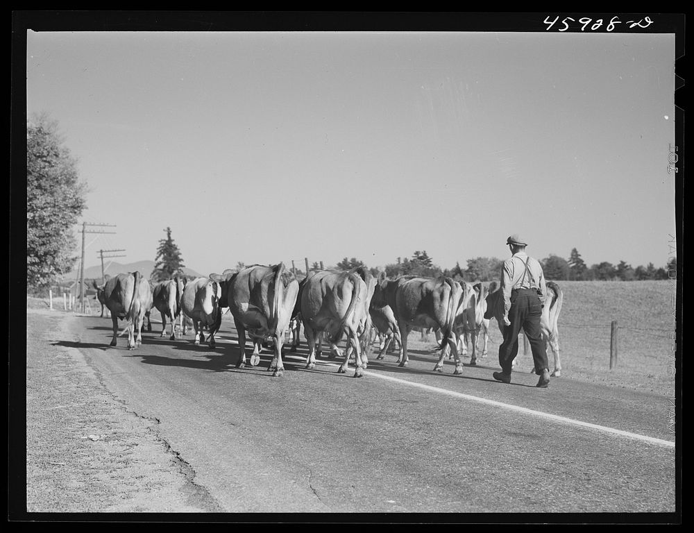 Bringing the cows home in the afternoon for milking. Near Enosburg Falls, Vermont. Sourced from the Library of Congress.