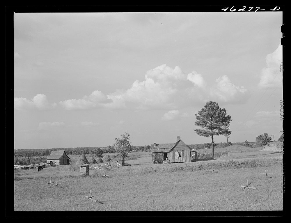 [Untitled photo, possibly related to: Greensboro, Greene County, Georgia (vicinity). Landscape along the Penfield road].…