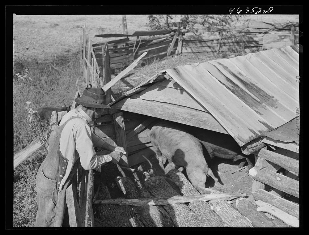 Edgar Jones, FSA (Farm Security Administration) Client, of Woodville, looks at one of his hogs, Greene County, Georgia.…