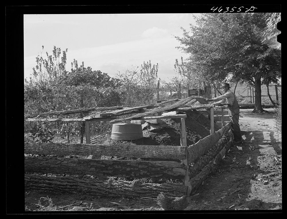 [Untitled photo, possibly related to: Edgar Jones, FSA (Farm Security Administration) client, has four potato hills for the…
