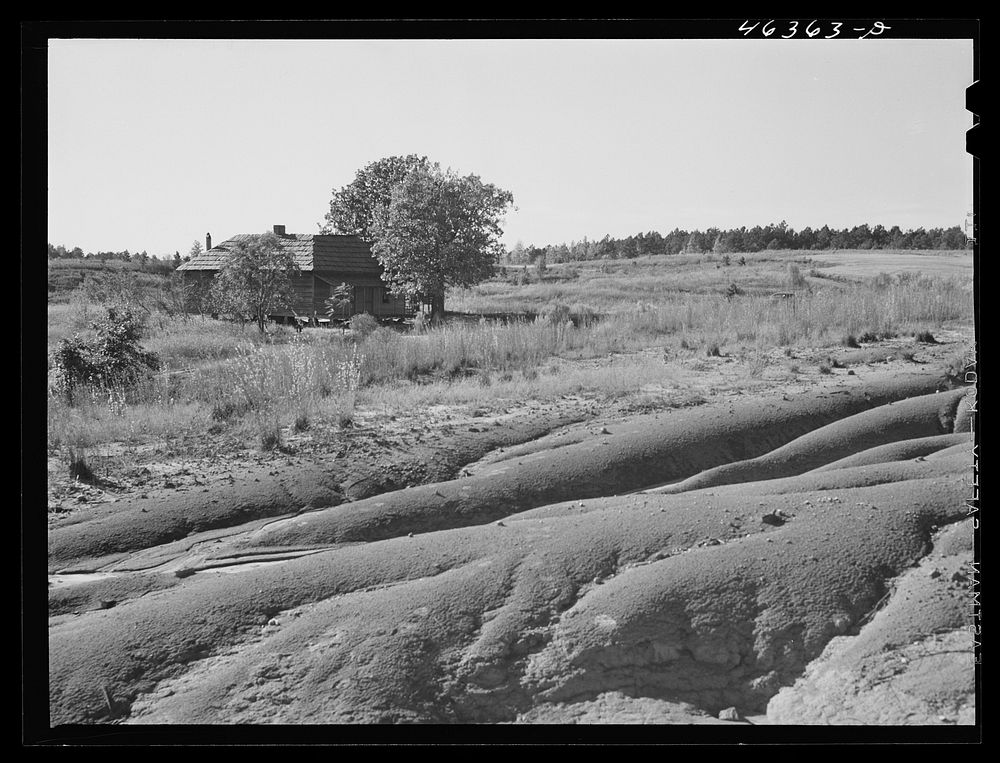 Erosion of a farm west of Greensboro, Greene County, Georgia. Sourced from the Library of Congress.
