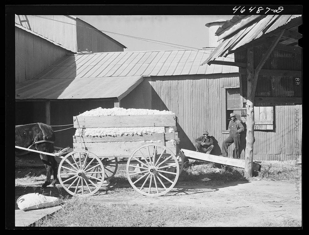 At the cotton gin on ginning at Siloam, Greene County, Georgia. Sourced from the Library of Congress.