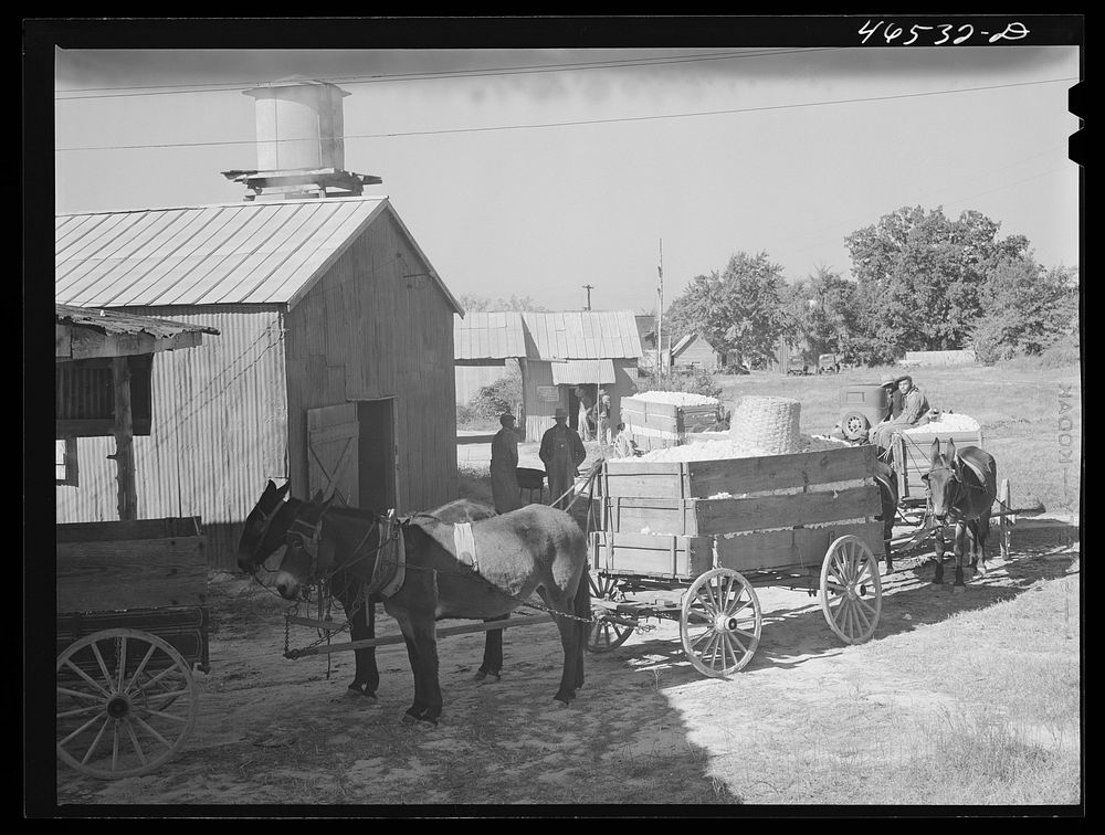 [Untitled photo, possibly related to: At the cotton gin in Siloam on ginning day, Greene County, Georgia]. Sourced from the…