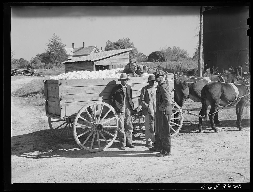 At the cotton gin in Siloam on ginning day, Greene County, Georgia. Sourced from the Library of Congress.