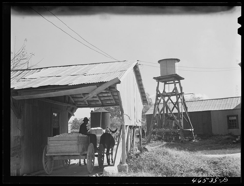 [Untitled photo, possibly related to: At the cotton gin in Siloam on ginning day, Greene County, Georgia]. Sourced from the…