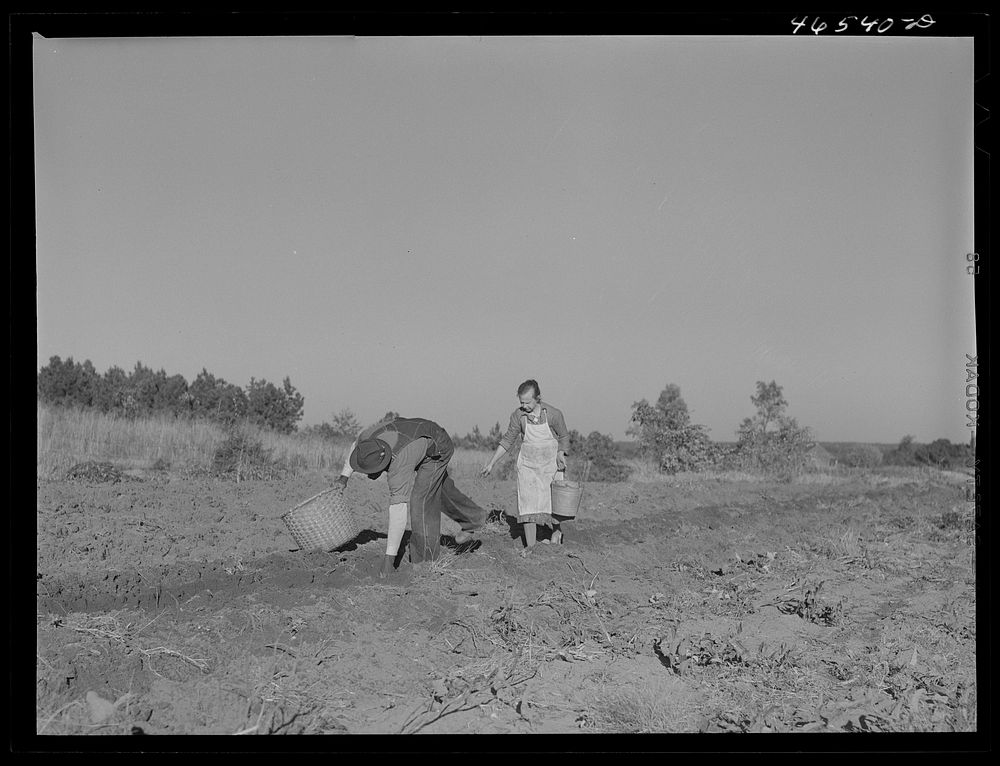 Mrs. W.H. Holmes and helper picking sweet potatoes in field. They are renters on the Wray place. Wrayswood, Greene County…