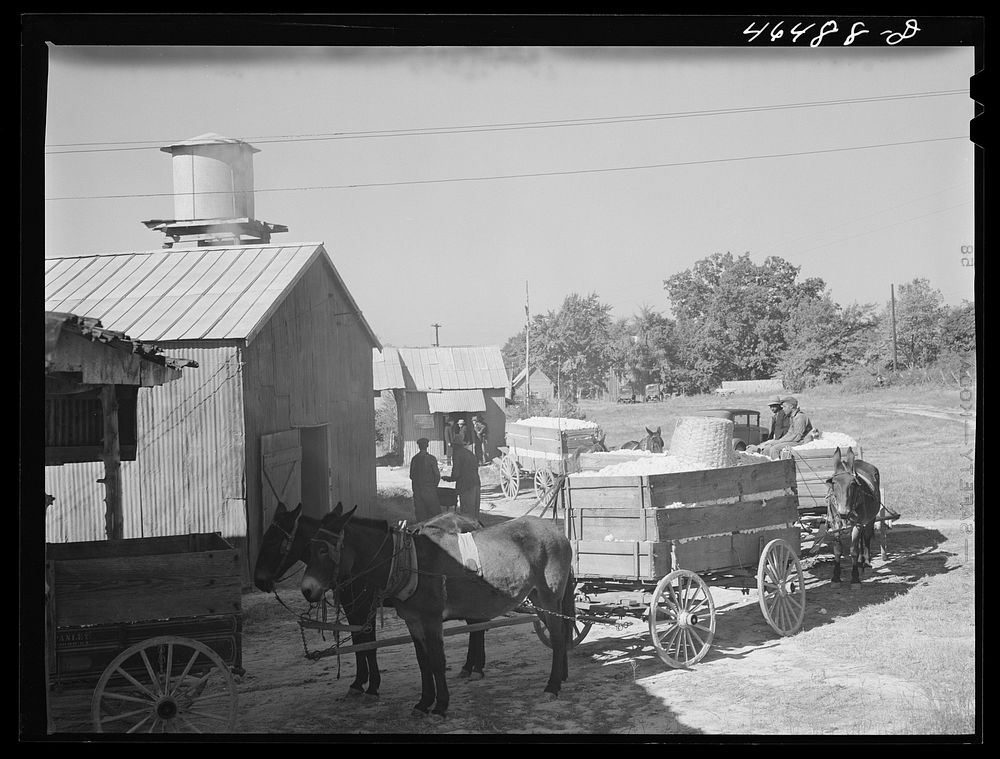 [Untitled photo, possibly related to: At the cotton gin on ginning at Siloam, Greene County, Georgia]. Sourced from the…