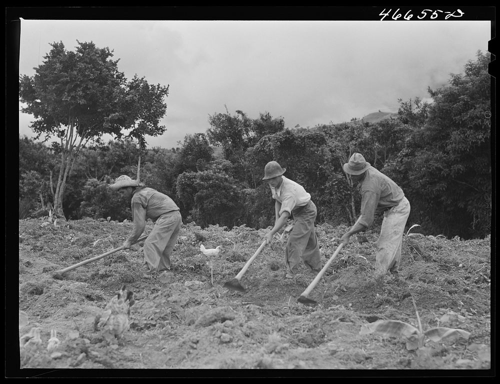 [Untitled photo, possibly related to: Barranquitas, Puerto Rico. Cultivating tobacco]. Sourced from the Library of Congress.