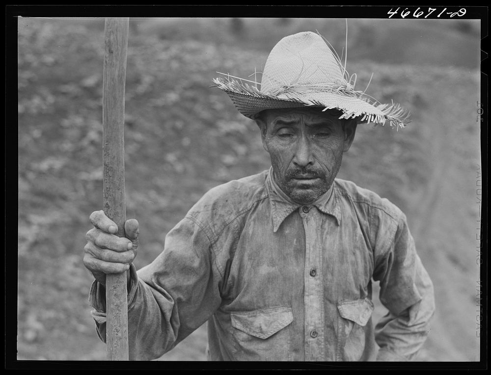 [Untitled photo, possibly related to: Barranquitas, Puerto Rico. Tobacco farm laborer]. Sourced from the Library of Congress.