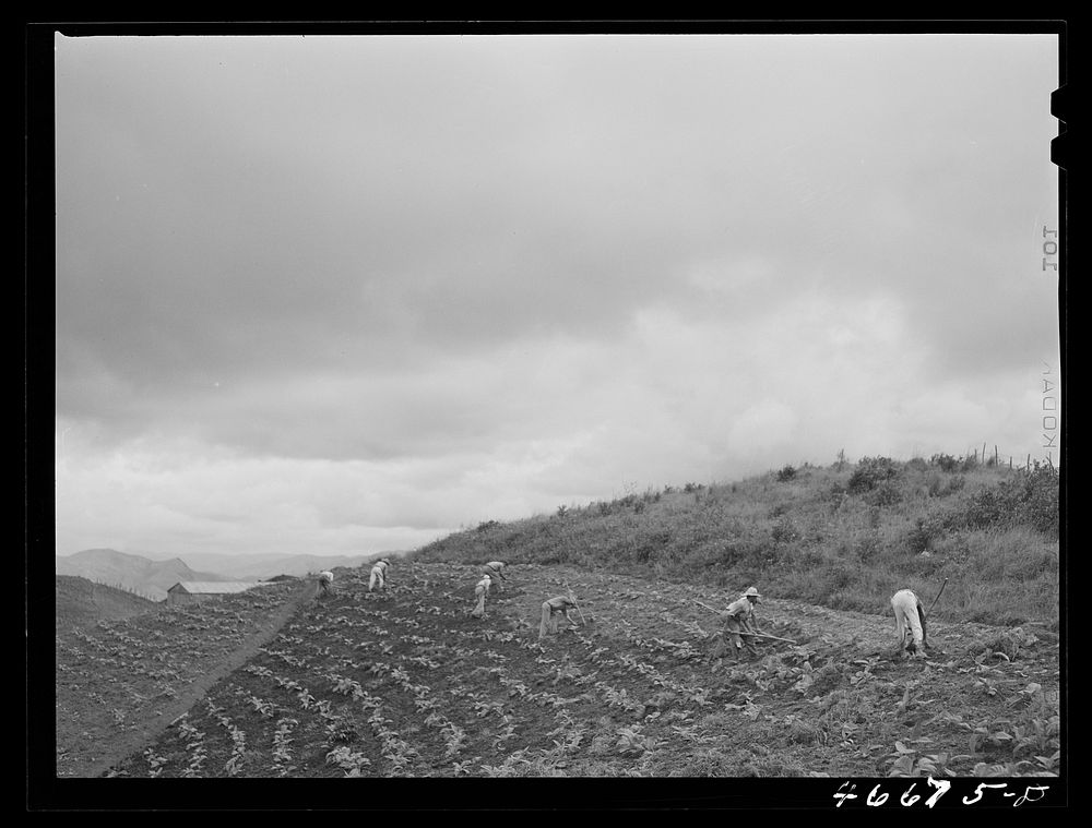 Barranquitas, Puerto Rico (vicinity). Cultivating tobacco on one of the steep hillside farms. Sourced from the Library of…