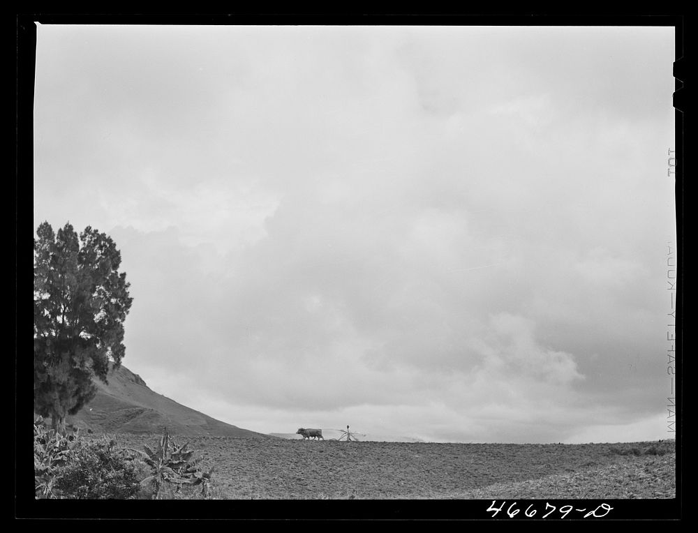 [Untitled photo, possibly related to: Barranquitas, Puerto Rico (vicinity). Plowing tobacco land]. Sourced from the Library…