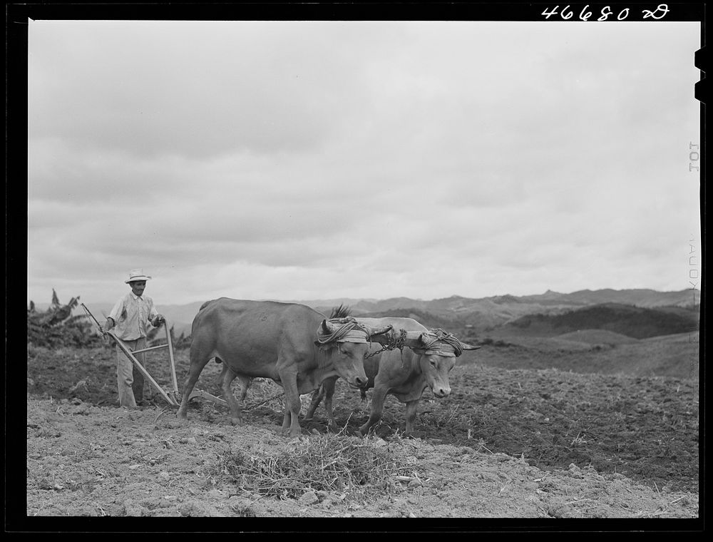 Barranquitas, Puerto Rico (vicinity). FSA (Farm Security Administration) borrower plowing a field on his farm. Sourced from…