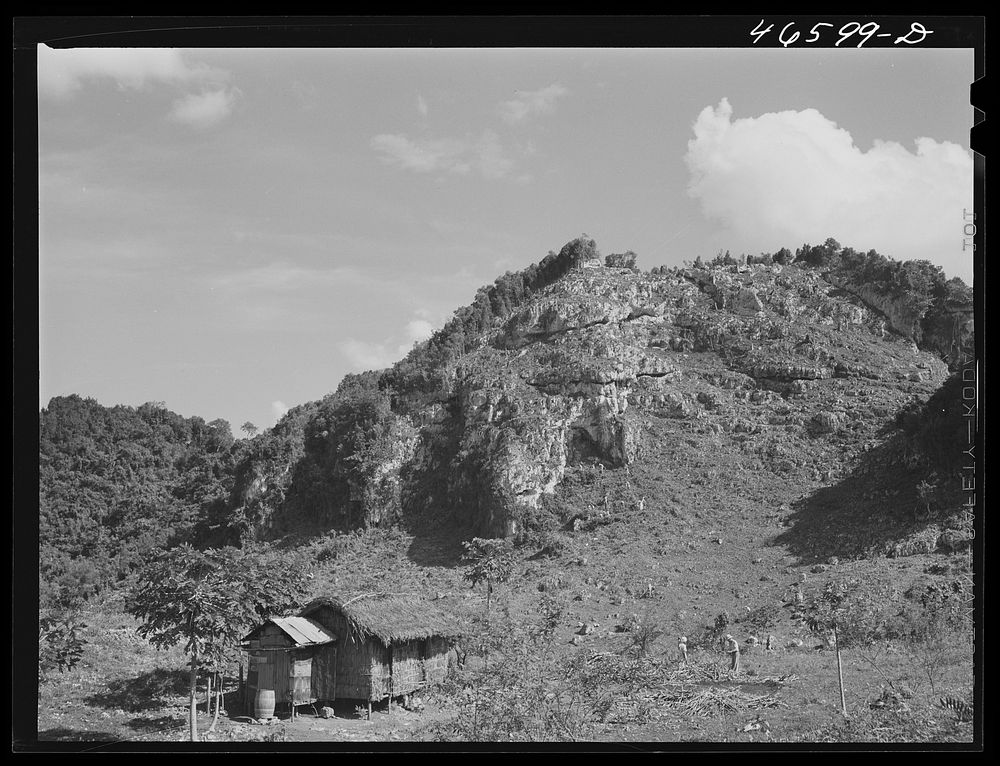 Manati, Puerto Rico (vicinity). Clearing land on a steep hillside. In the foreground, preparing wood to be burned for…