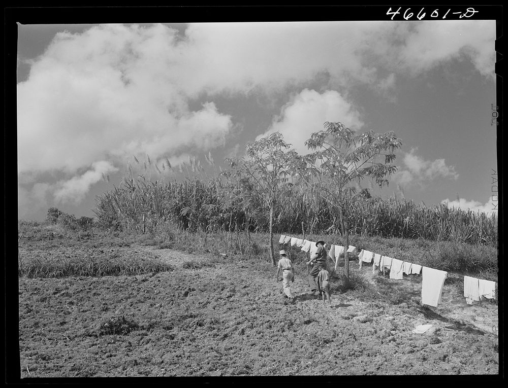 Manati, Puerto Rico (vicinity). On the farm of a Puerto Rico borrower. In the background sugar cane in bloom. Sourced from…