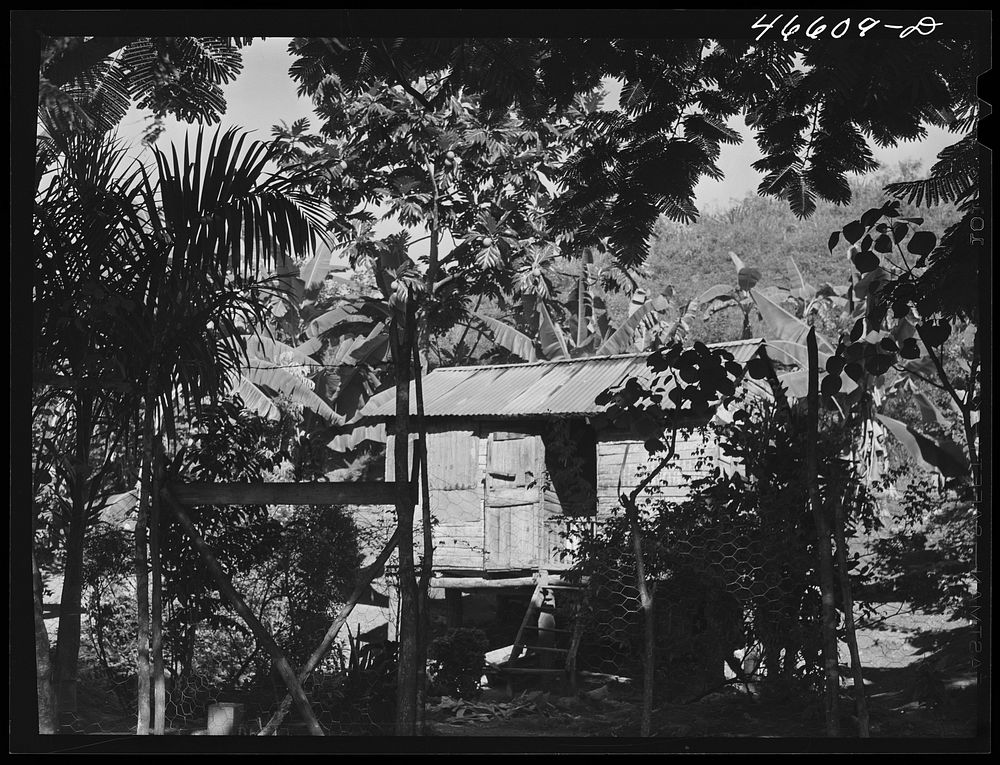 Manati, Puerto Rico (vicinity). Home of a farm laborer on a sugar plantation. Sourced from the Library of Congress.