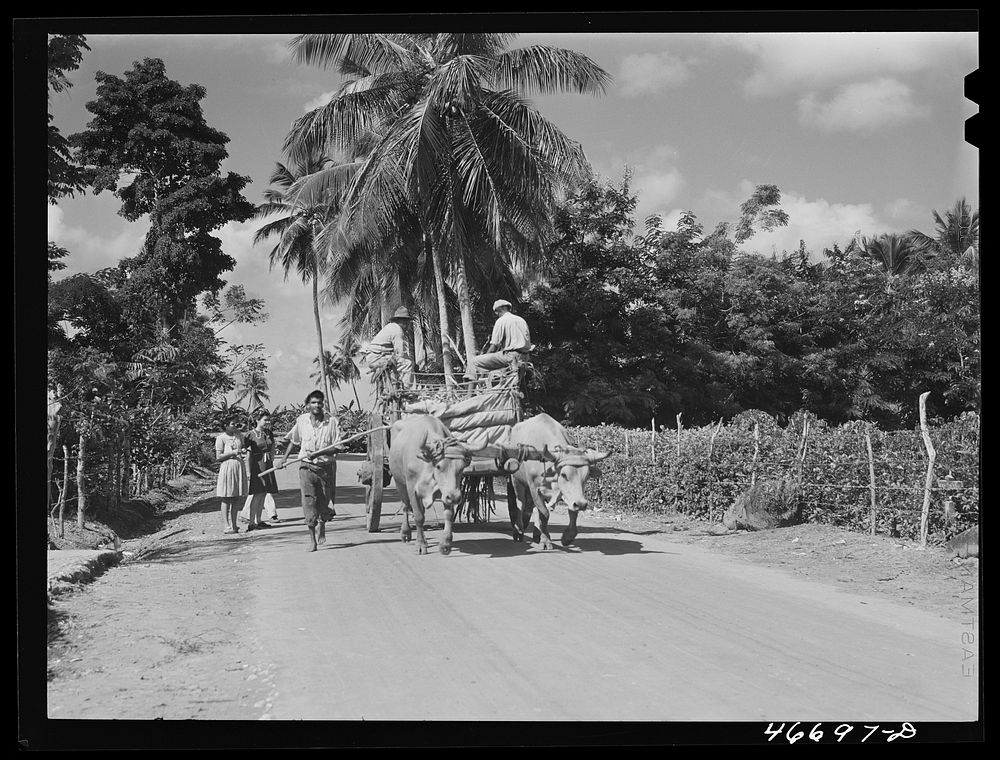 [Untitled photo, possibly related to: Bayamon, Puerto Rico. Along a country road]. Sourced from the Library of Congress.