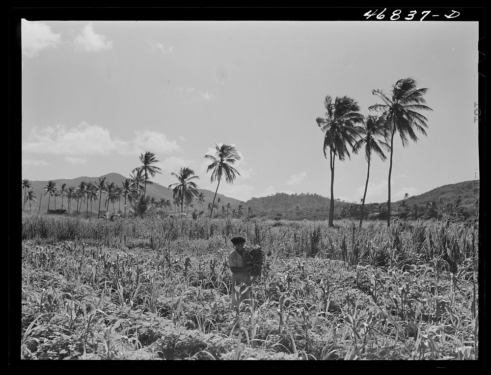 Christiansted, Saint Croix Island, Virgin Islands (vicinity). Puerto Rican farm woman on her farm where she has planted…