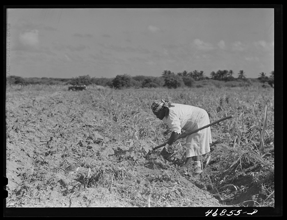 [Untitled photo, possibly related to: Christiansted, Saint Croix Island, Virgin Islands (vicinity). FSA (Farm Security…