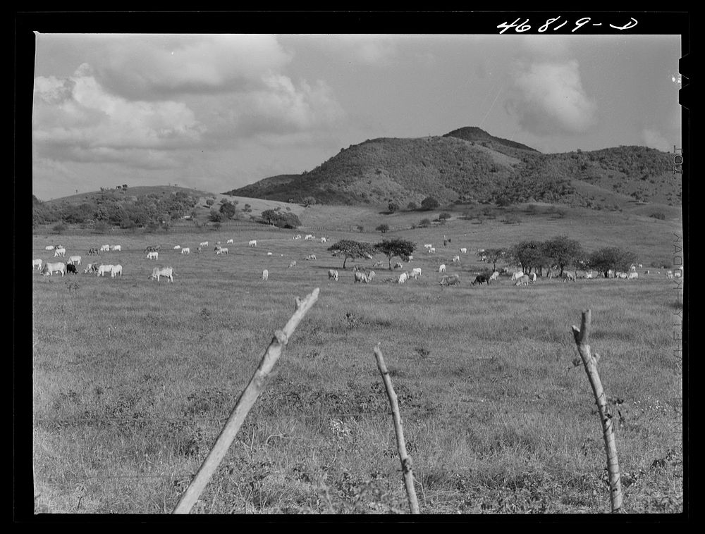 Christiansted, Saint Croix Island, Virgin Islands. On a large cattle farm. Puerto Rico is the largest market for the cattle.…