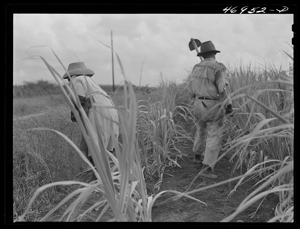 Frederiksted (vicinity), Saint Croix, Virgin Islands. FSA (Farm Security Administration) borrower and his wife cultivating…