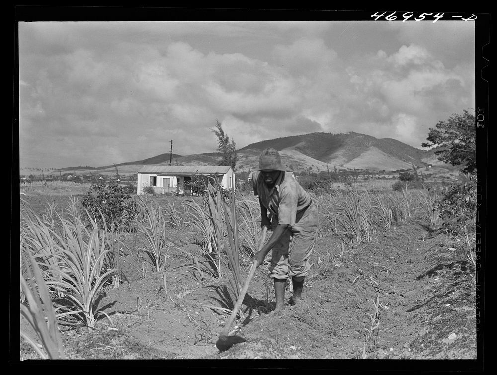 Frederiksted (vicinity), Saint Croix, Virgin Islands. FSA (Farm Security Administration) borrower cultivating his sugar cane…