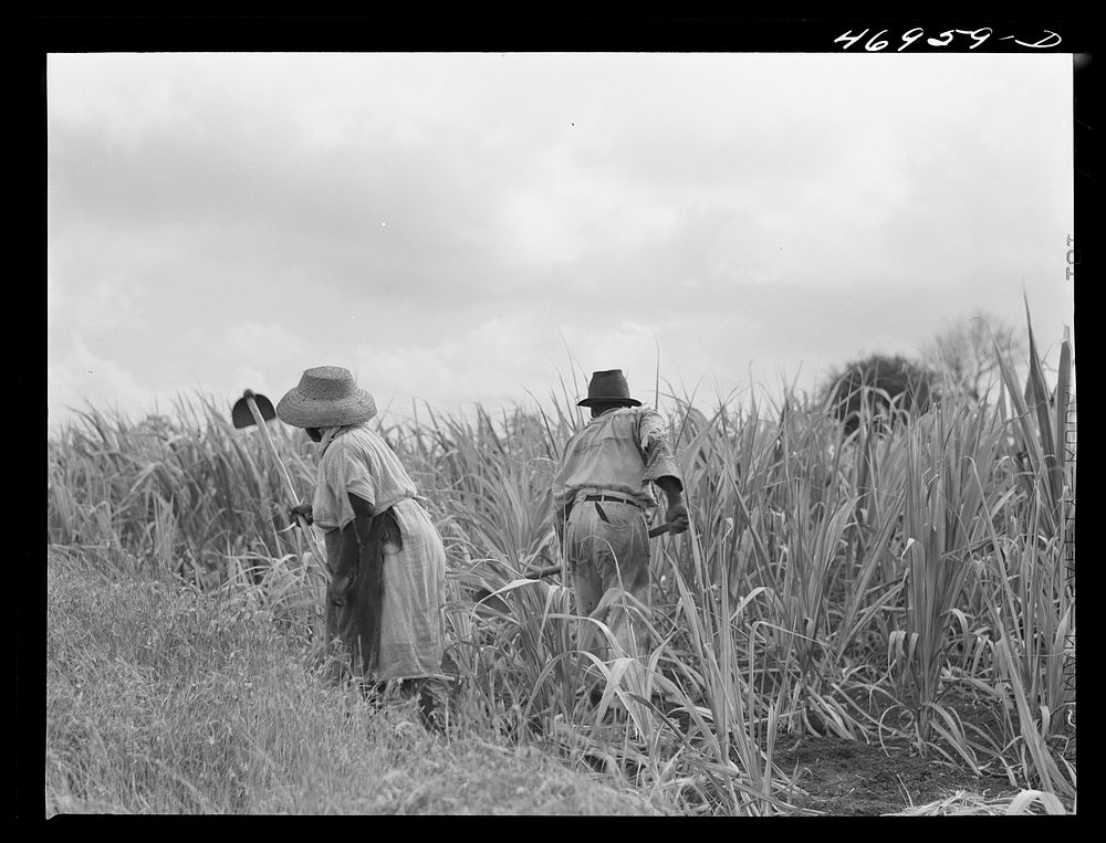 [Untitled photo, possibly related to: Frederiksted (vicinity), Saint Croix, Virgin Islands. FSA (Farm Security…