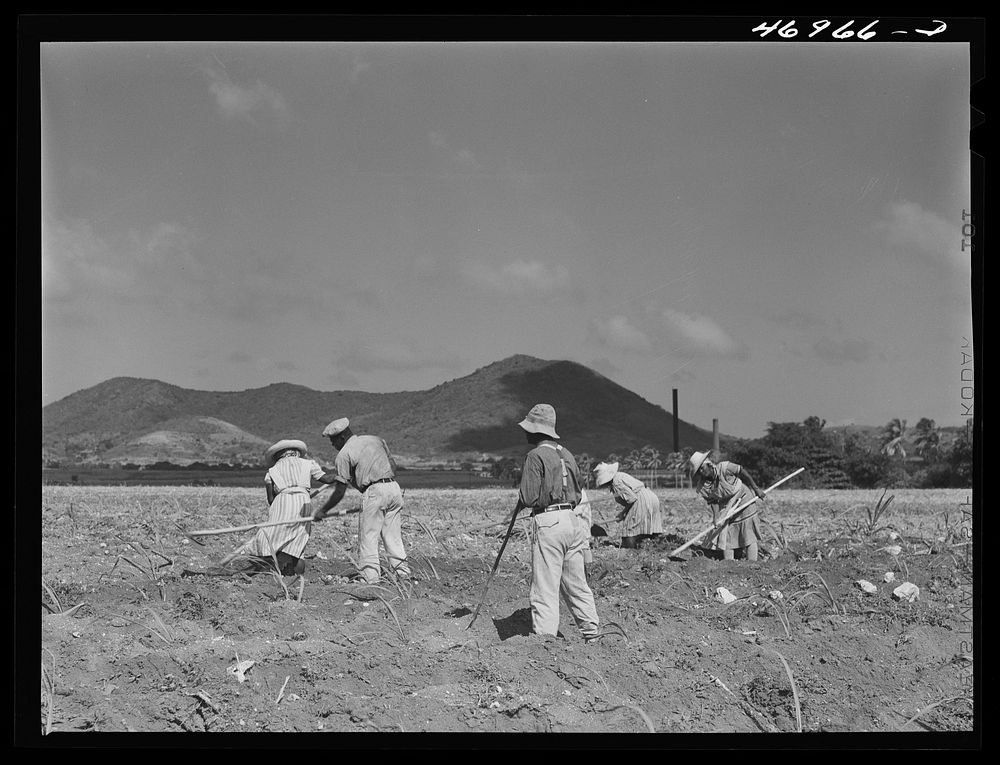 [Untitled photo, possibly related to: Bethlehem (vicinity), Saint Croix Island, Virgin Islands. Cultivating suger cane on…