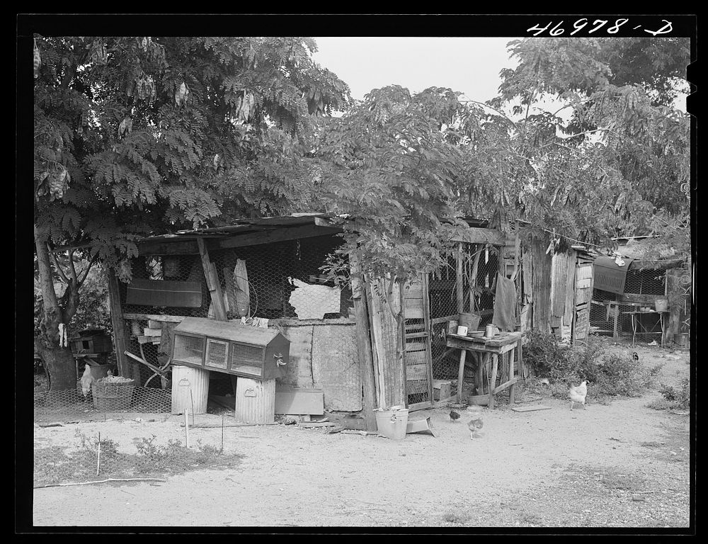 Christiansted (vicinity), Saint Croix Island, Virgin Islands. Chicken coops constructed with odds and ends by occupants of…