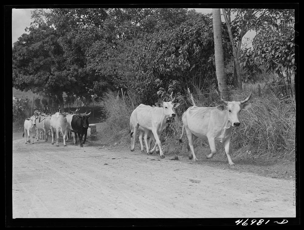 [Untitled photo, possibly related to: Christiansted (vicinity), Saint Croix Island, Virgin Islands. On a large cattle farm.…