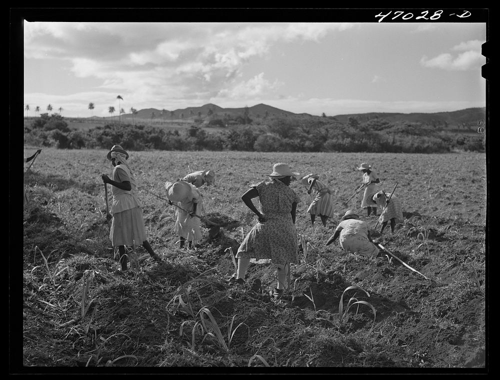 Bethlehem, Saint Croix Island, Virgin Islands (vicinity). Women cultivating sugar cane on land owned by the Virgin Islands…