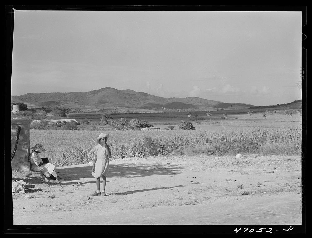 [Untitled photo, possibly related to: Bethlehem, Saint Croix Island, Virgin Islands (vicinity). Along the Center Line road].…