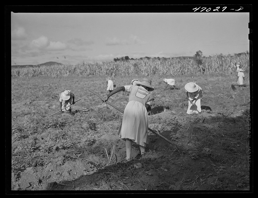 [Untitled photo, possibly related to: Bethlehem, Saint Croix Island, Virgin Islands (vicinity). Women cultivating sugar cane…