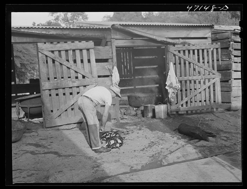 Charlotte Amalie, Saint Thomas Island, Virgin Islands. Cleaning a hog at the slaughterhouse. Sourced from the Library of…